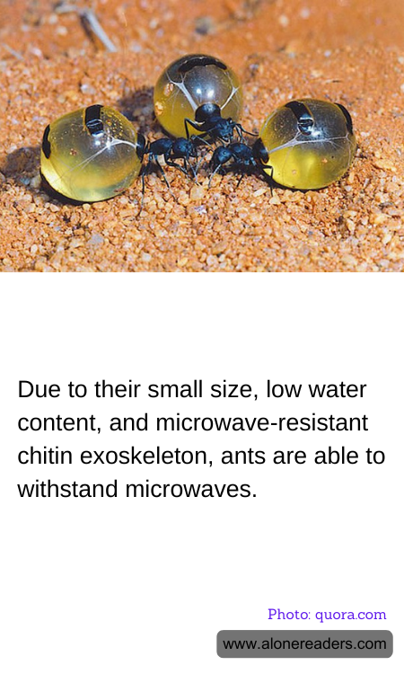 Due to their small size, low water content, and microwave-resistant chitin exoskeleton, ants are able to withstand microwaves.