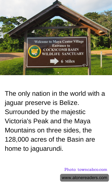 The only nation in the world with a jaguar preserve is Belize. Surrounded by the majestic Victoria's Peak and the Maya Mountains on three sides, the 128,000 acres of the Basin are home to jaguarundi.