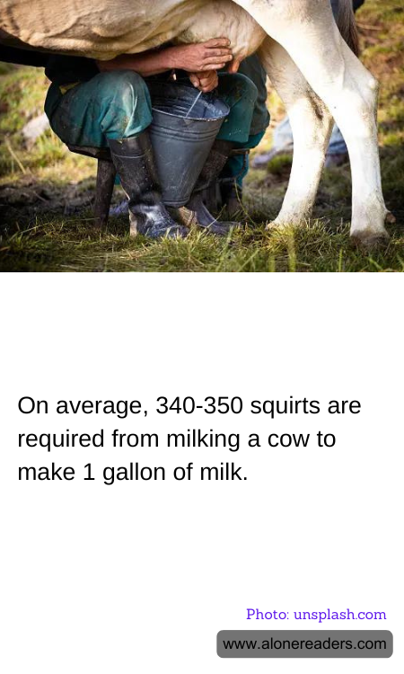 On average, 340-350 squirts are required from milking a cow to make 1 gallon of milk.