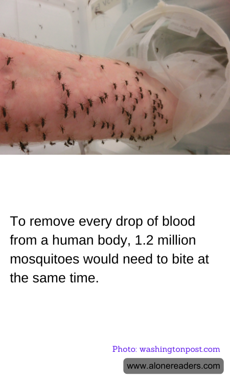 To remove every drop of blood from a human body, 1.2 million mosquitoes would need to bite at the same time.
