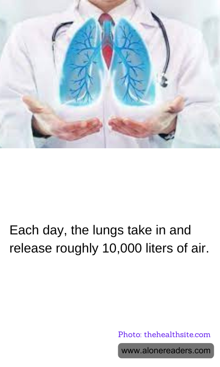 Each day, the lungs take in and release roughly 10,000 liters of air.