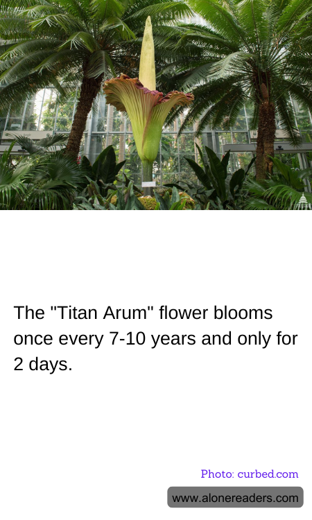 The "Titan Arum" flower blooms once every 7-10 years and only for 2 days.
