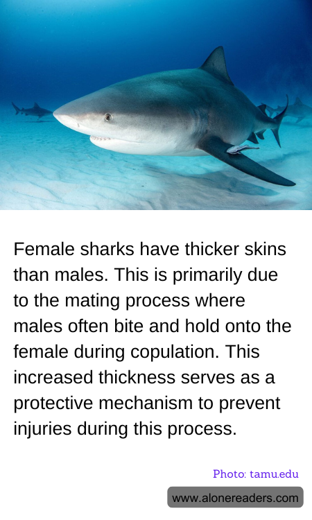 Female sharks have thicker skins than males. This is primarily due to the mating process where males often bite and hold onto the female during copulation. This increased thickness serves as a protective mechanism to prevent injuries during this process.