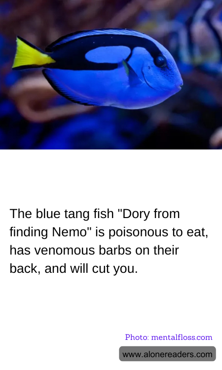 The blue tang fish "Dory from finding Nemo" is poisonous to eat, has venomous barbs on their back, and will cut you.