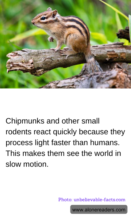 Chipmunks and other small rodents react quickly because they process light faster than humans. This makes them see the world in slow motion.