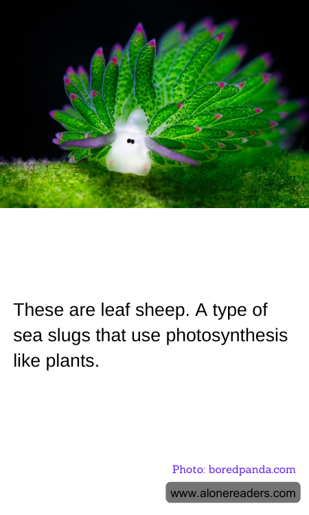 These are leaf sheep. A type of sea slugs that use photosynthesis like plants.