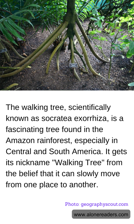 The walking tree, scientifically known as socratea exorrhiza, is a fascinating tree found in the Amazon rainforest, especially in Central and South America. It gets its nickname "Walking Tree" from the belief that it can slowly move from one place to another.