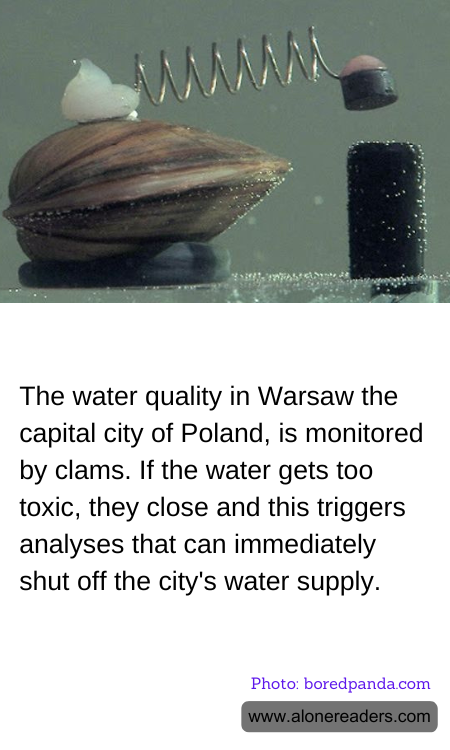 The water quality in Warsaw the capital city of Poland, is monitored by clams. If the water gets too toxic, they close and this triggers analyses that can immediately shut off the city's water supply.