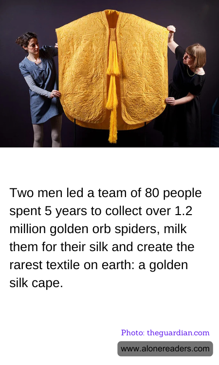 Two men led a team of 80 people spent 5 years to collect over 1.2 million golden orb spiders, milk them for their silk and create the rarest textile on earth: a golden silk cape.