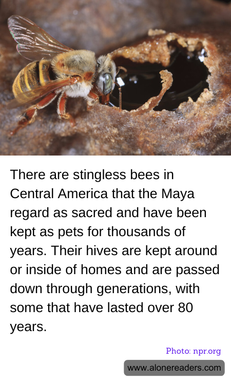 There are stingless bees in Central America that the Maya regard as sacred and have been kept as pets for thousands of years. Their hives are kept around or inside of homes and are passed down through generations, with some that have lasted over 80 years.