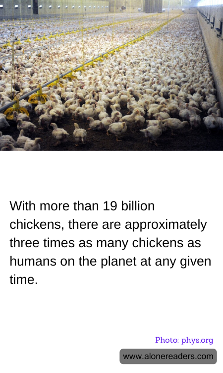 With more than 19 billion chickens, there are approximately three times as many chickens as humans on the planet at any given time.