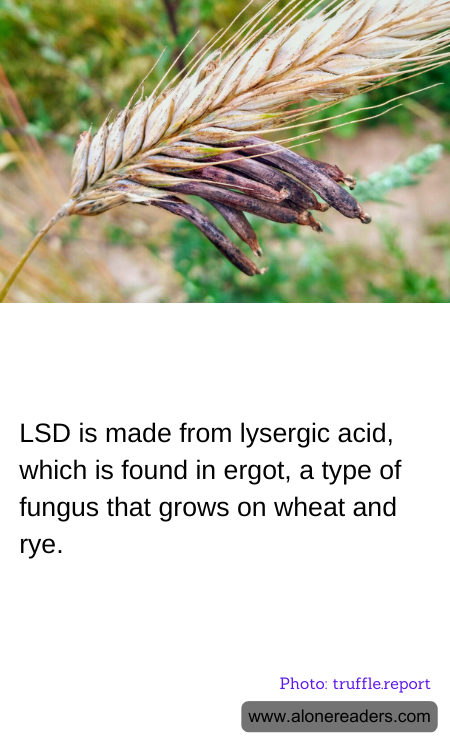 LSD is made from lysergic acid, which is found in ergot, a type of fungus that grows on wheat and rye.