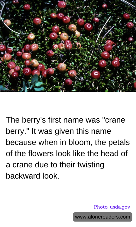 The berry's first name was "crane berry." It was given this name because when in bloom, the petals of the flowers look like the head of a crane due to their twisting backward look.