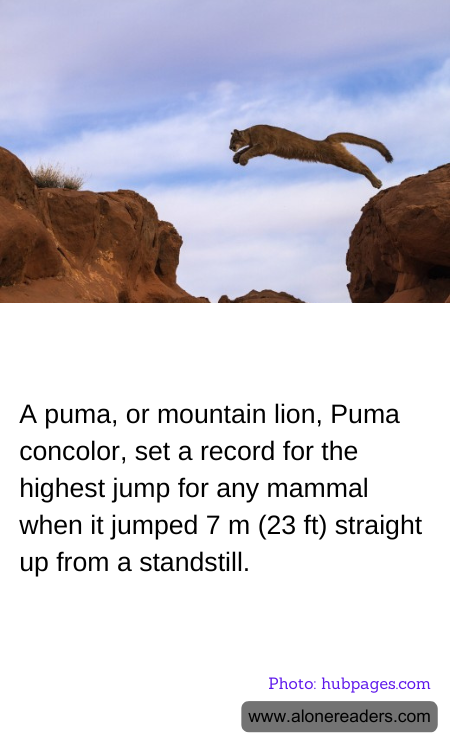 A puma, or mountain lion, Puma concolor, set a record for the highest jump for any mammal when it jumped 7 m (23 ft) straight up from a standstill.