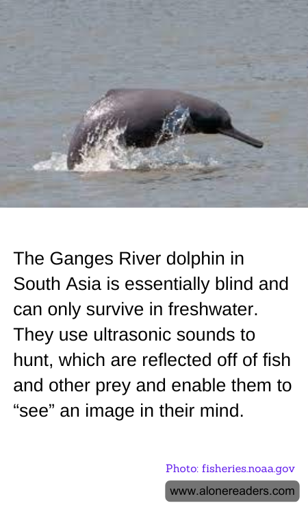 The Ganges River dolphin in South Asia is essentially blind and can only survive in freshwater. They use ultrasonic sounds to hunt, which are reflected off of fish and other prey and enable them to “see” an image in their mind.