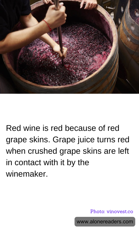 Red wine is red because of red grape skins. Grape juice turns red when crushed grape skins are left in contact with it by the winemaker.