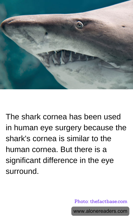 The shark cornea has been used in human eye surgery because the shark's cornea is similar to the human cornea. But there is a significant difference in the eye surround.