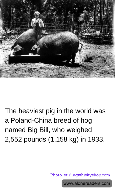 The heaviest pig in the world was a Poland-China breed of hog named Big Bill, who weighed 2,552 pounds (1,158 kg) in 1933.