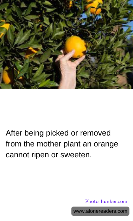 After being picked or removed from the mother plant an orange cannot ripen or sweeten.
