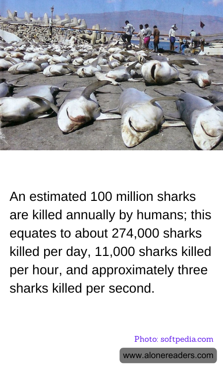 An estimated 100 million sharks are killed annually by humans; this equates to about 274,000 sharks killed per day, 11,000 sharks killed per hour, and approximately three sharks killed per second.