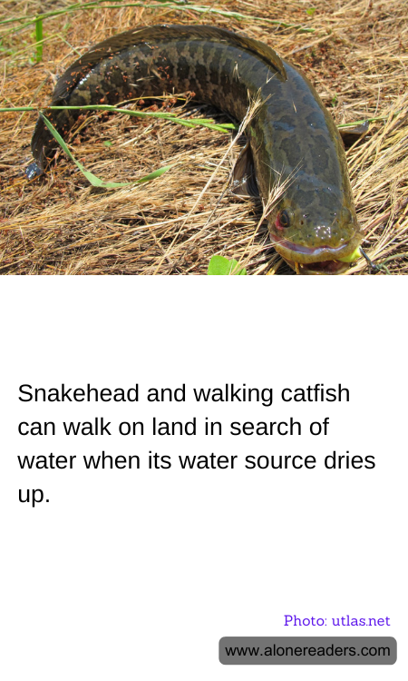 Snakehead and walking catfish can walk on land in search of water when its water source dries up.