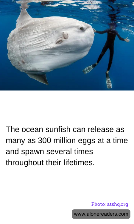 The ocean sunfish can release as many as 300 million eggs at a time and spawn several times throughout their lifetimes.