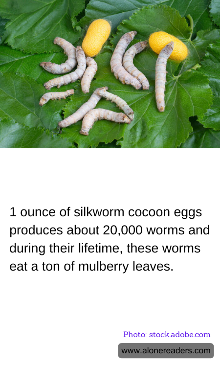 1 ounce of silkworm cocoon eggs produces about 20,000 worms and during their lifetime, these worms eat a ton of mulberry leaves.