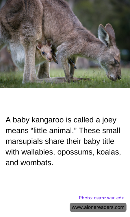 A baby kangaroo is called a joey means “little animal.” These small marsupials share their baby title with wallabies, opossums, koalas, and wombats.