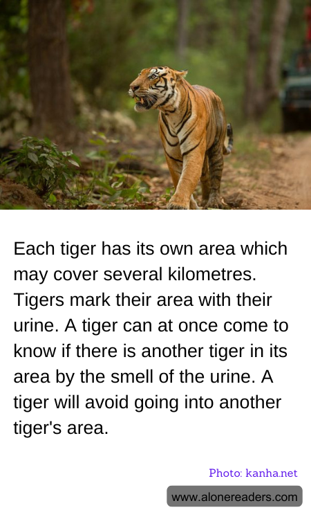 Each tiger has its own area which may cover several kilometres. Tigers mark their area with their urine. A tiger can at once come to know if there is another tiger in its area by the smell of the urine. A tiger will avoid going into another tiger's area.