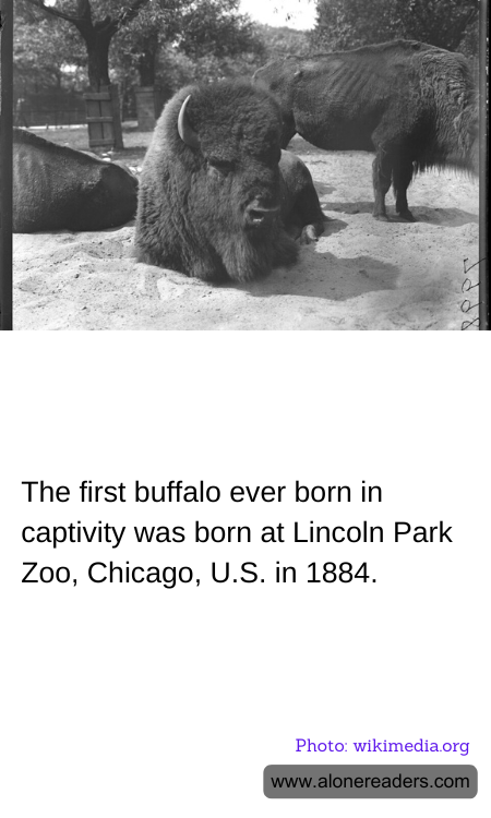 The first buffalo ever born in captivity was born at Lincoln Park Zoo, Chicago, U.S. in 1884.