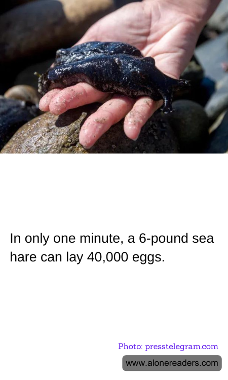 In only one minute, a 6-pound sea hare can lay 40,000 eggs.