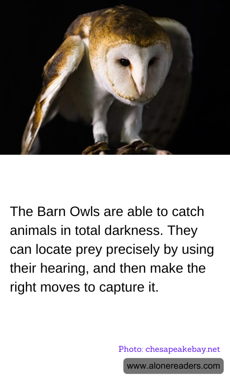 The Barn Owls are able to catch animals in total darkness. They can locate prey precisely by using their hearing, and then make the right moves to capture it.