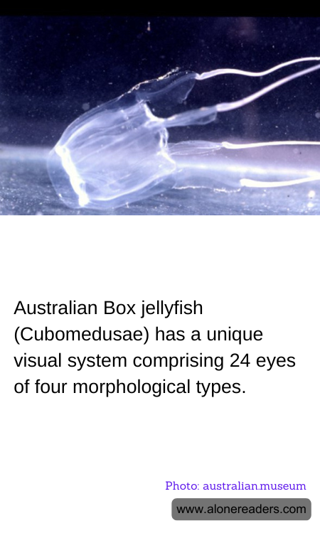 Australian Box jellyfish (Cubomedusae) has a unique visual system comprising 24 eyes of four morphological types.