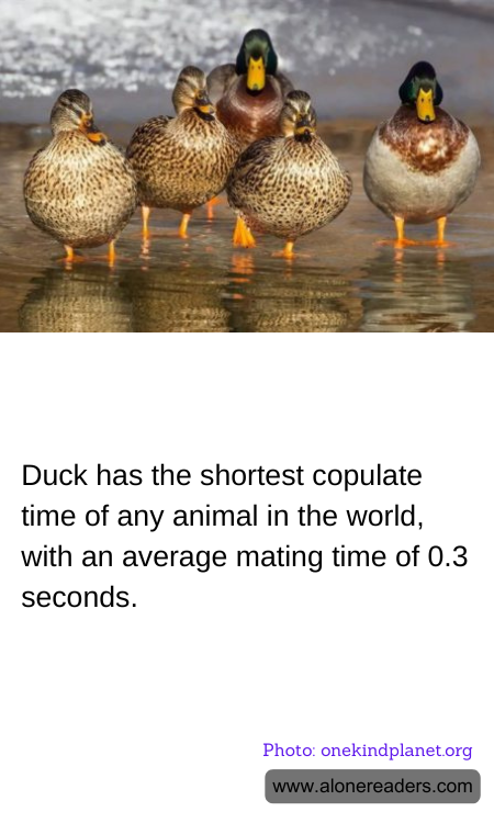Duck has the shortest copulate time of any animal in the world, with an average mating time of 0.3 seconds.