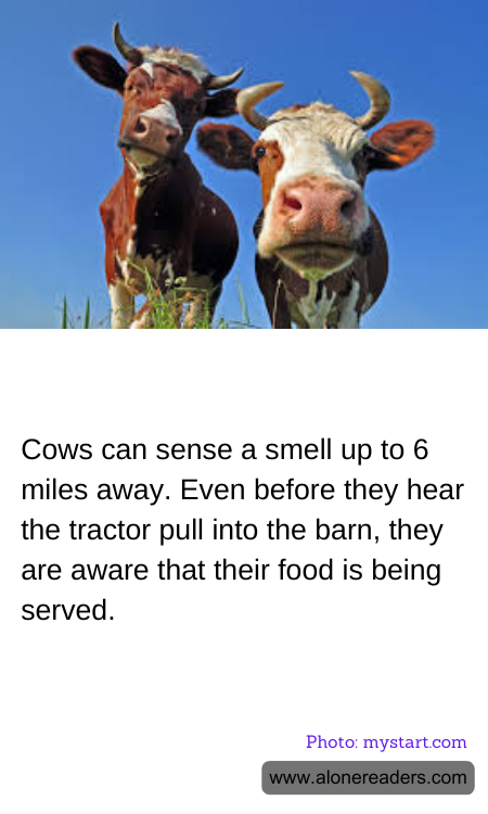 Cows can sense a smell up to 6 miles away. Even before they hear the tractor pull into the barn, they are aware that their food is being served.