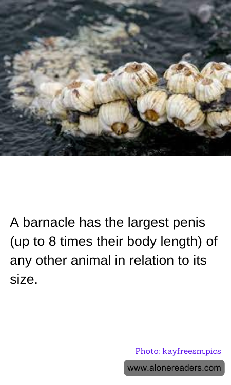 A barnacle has the largest penis (up to 8 times their body length) of any other animal in relation to its size.