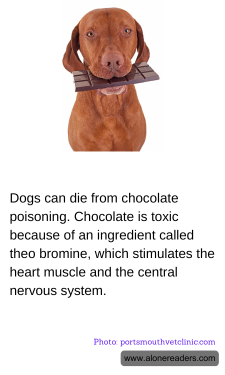 Dogs can die from chocolate poisoning. Chocolate is toxic because of an ingredient called theo bromine, which stimulates the heart muscle and the central nervous system.