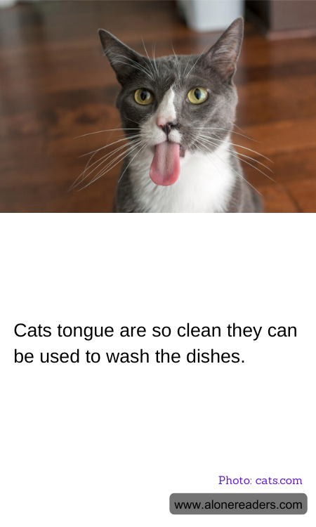Cats tongue are so clean they can be used to wash the dishes.