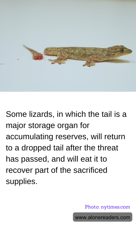 Some lizards, in which the tail is a major storage organ for accumulating reserves, will return to a dropped tail after the threat has passed, and will eat it to recover part of the sacrificed supplies.