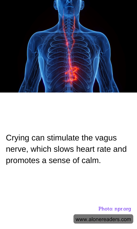 Crying can stimulate the vagus nerve, which slows heart rate and promotes a sense of calm.