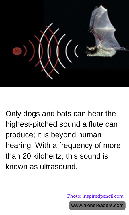 Only dogs and bats can hear the highest-pitched sound a flute can produce; it is beyond human hearing. With a frequency of more than 20 kilohertz, this sound is known as ultrasound.