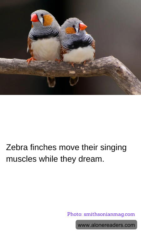 Zebra finches move their singing muscles while they dream.