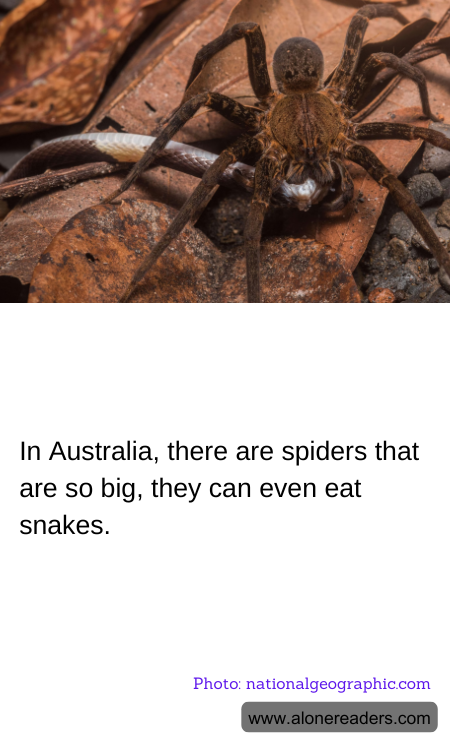 In Australia, there are spiders that are so big, they can even eat snakes.