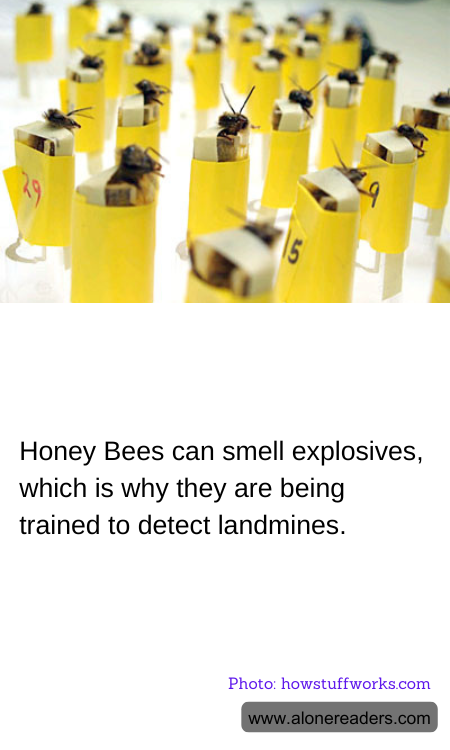 Honey Bees can smell explosives, which is why they are being trained to detect landmines.