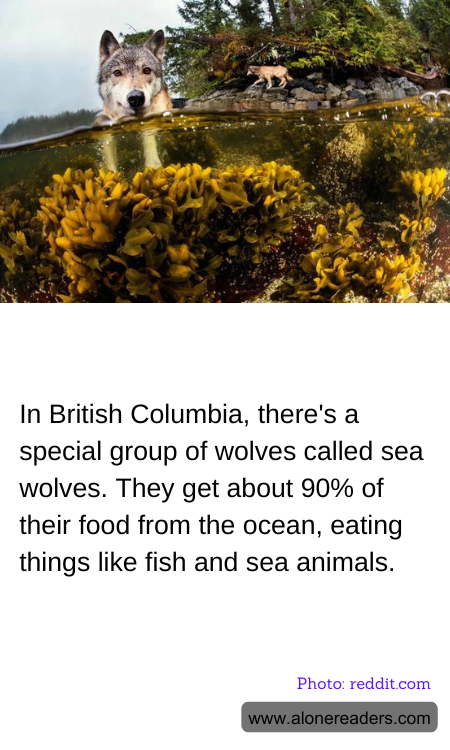 In British Columbia, there's a special group of wolves called sea wolves. They get about 90% of their food from the ocean, eating things like fish and sea animals.