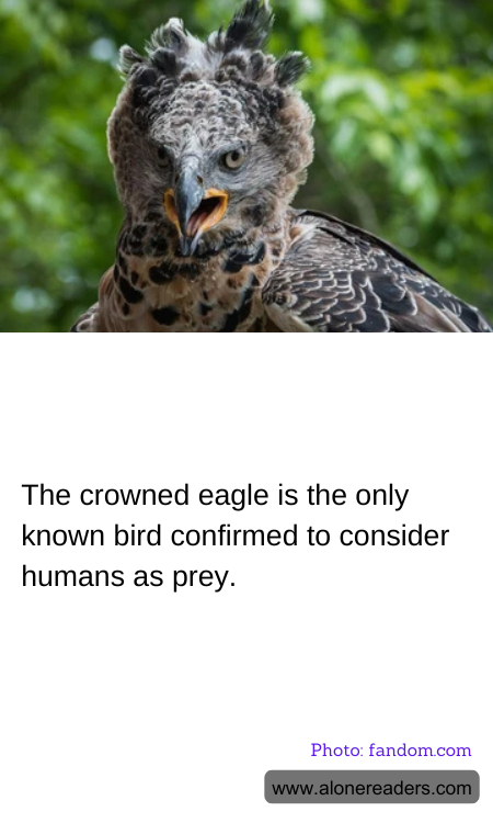 The crowned eagle is the only known bird confirmed to consider humans as prey.