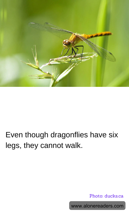 Even though dragonflies have six legs, they cannot walk.