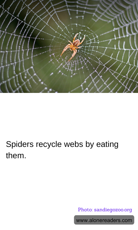 Spiders recycle webs by eating them.