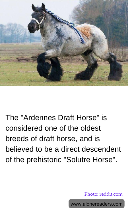 The "Ardennes Draft Horse" is considered one of the oldest breeds of draft horse, and is believed to be a direct descendent of the prehistoric "Solutre Horse".
