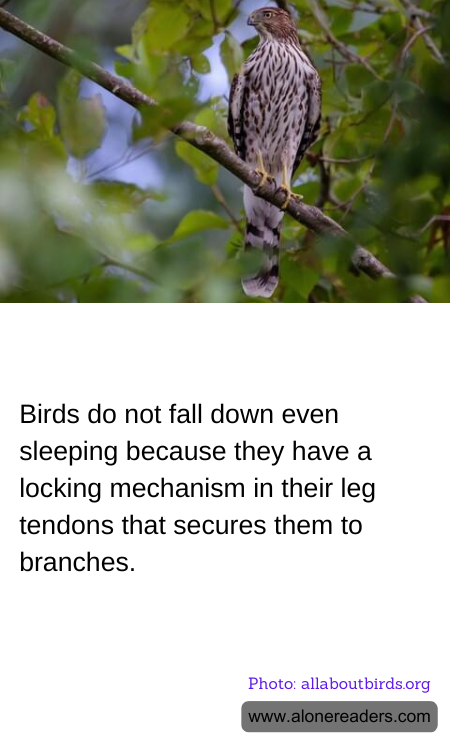 Birds do not fall down even sleeping because they have a locking mechanism in their leg tendons that secures them to branches.